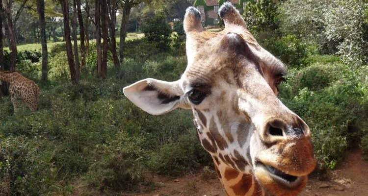 Tag in Nairobi - Highlight Giraffe Centre