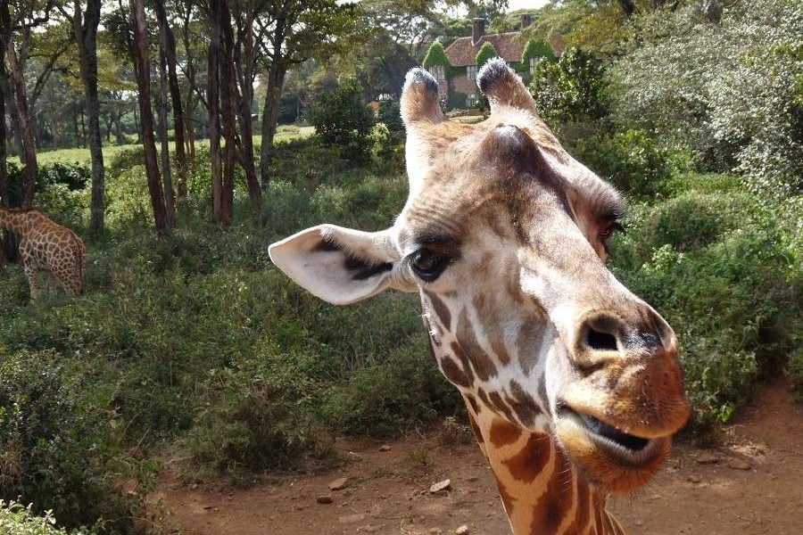 Tag in Nairobi - Highlight Giraffe Centre