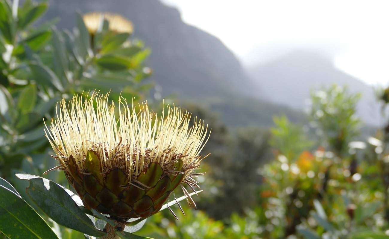 Im Kirstenbosch Botanical Garden