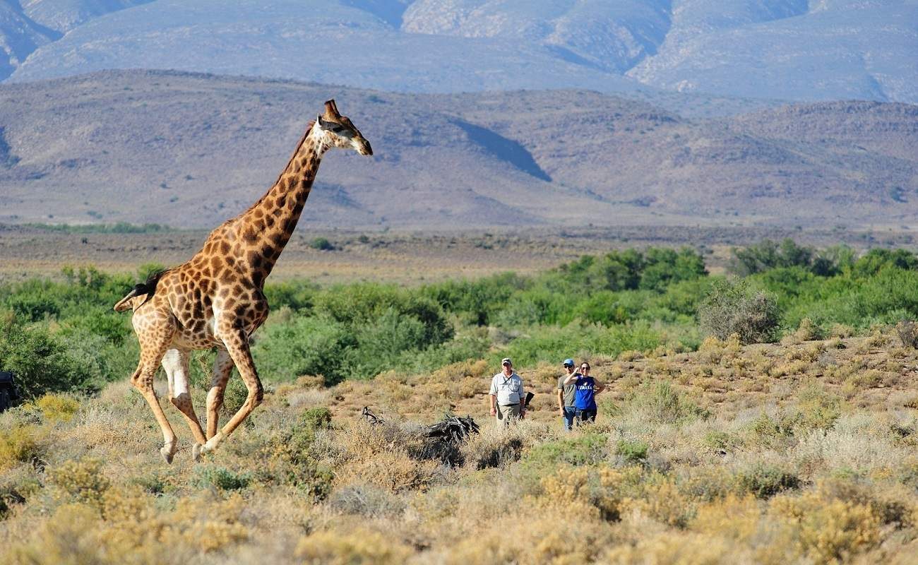 Giraffe im Sanbona Wildlife Reserve