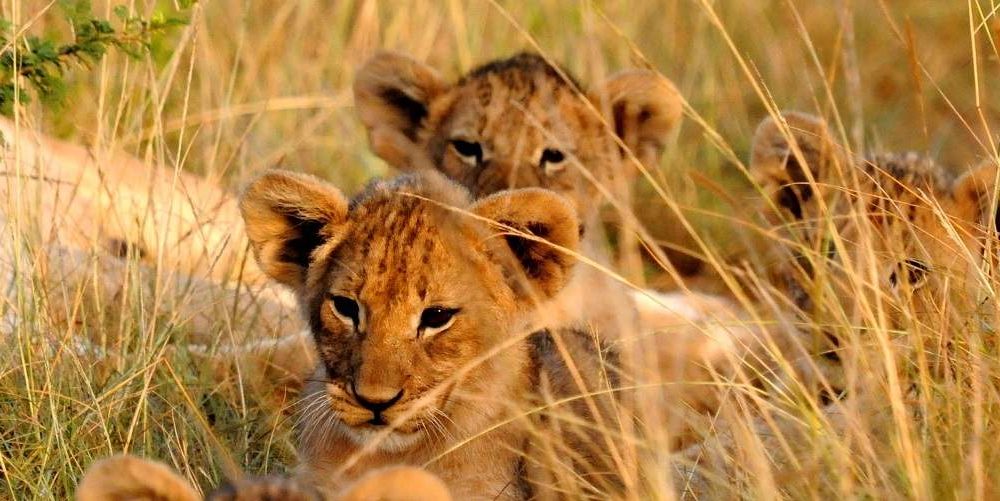 Mietwagenrundreise Südafrika facettenreiches Ostkap