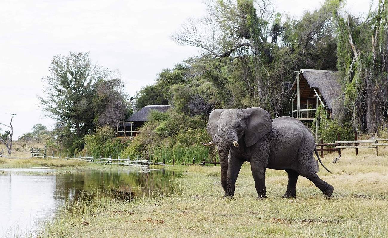 Elefanten vor der Savuti Safari Lodge