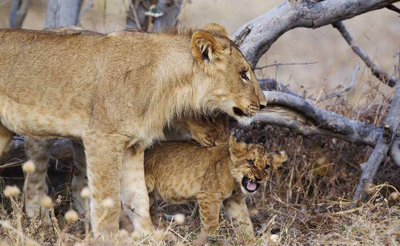 Löwen in der Savute Region in Botswana