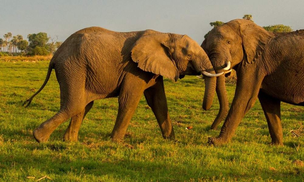 Kurzsafari Viktoriafälle und Chobe Nationalpark