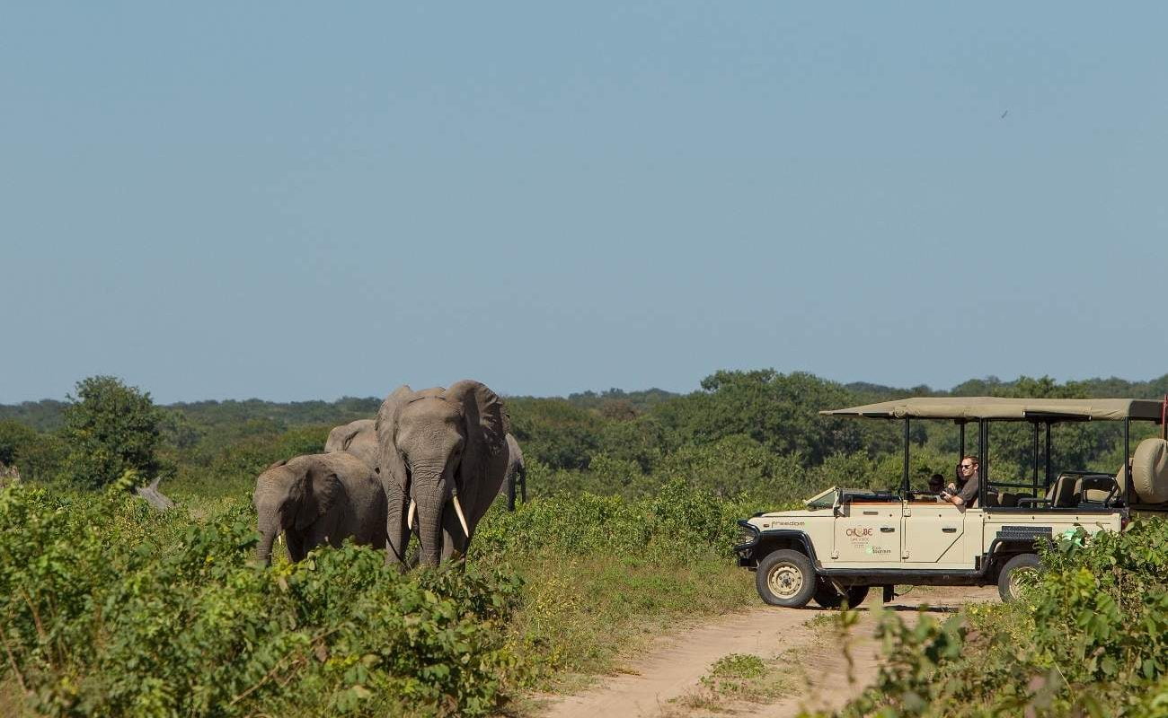 Pirschfahrt im Chobe Nationalpark