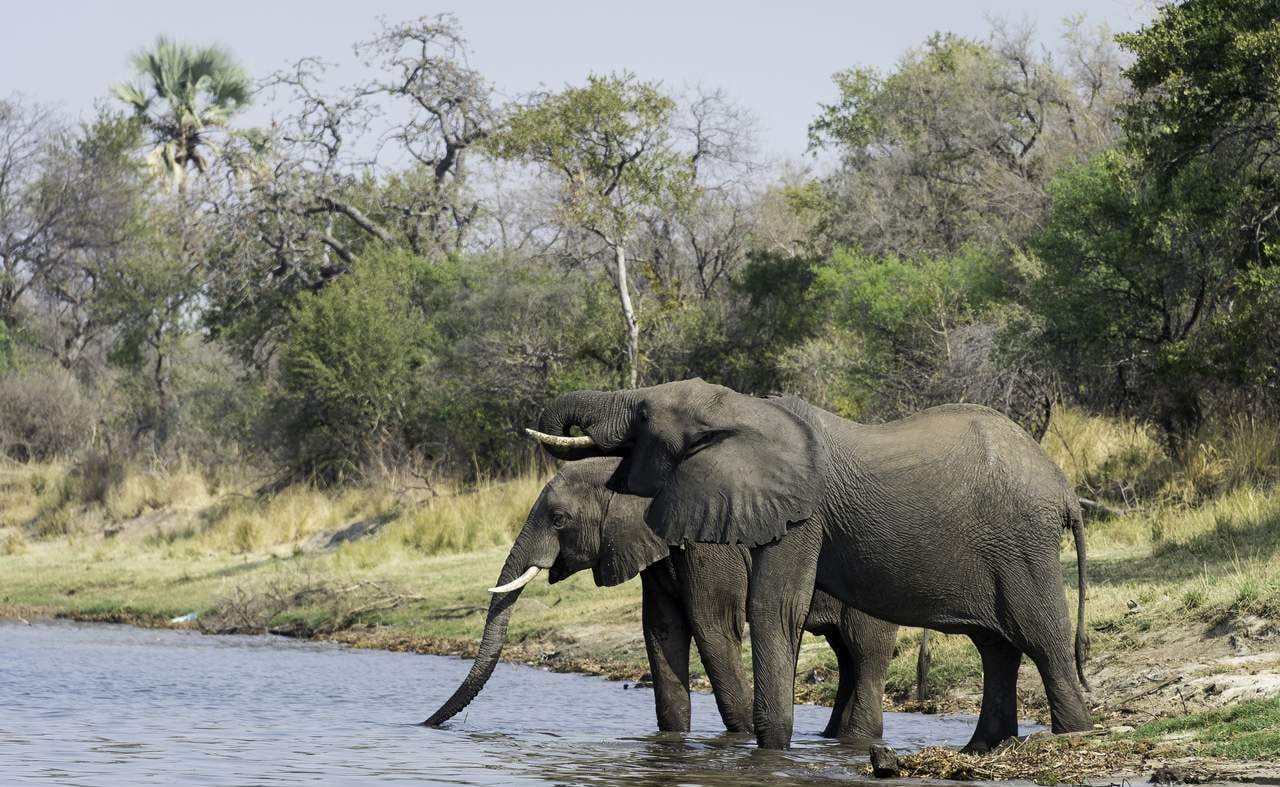 Elefanten an der Chobe River Front
