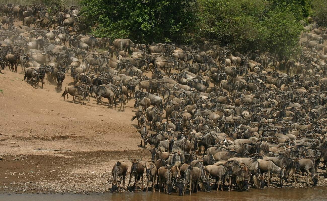 Große Migration Masai Mara