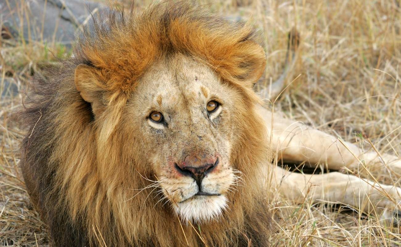 Löwe in der Masai Mara