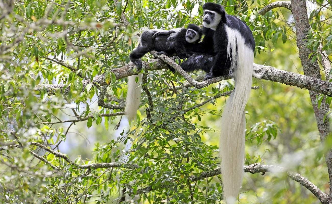 Colobus Affen Arusha Nationalpark