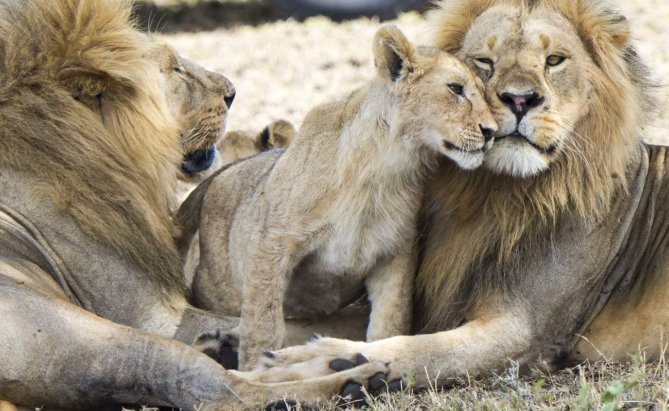 Löwen in der Serengeti