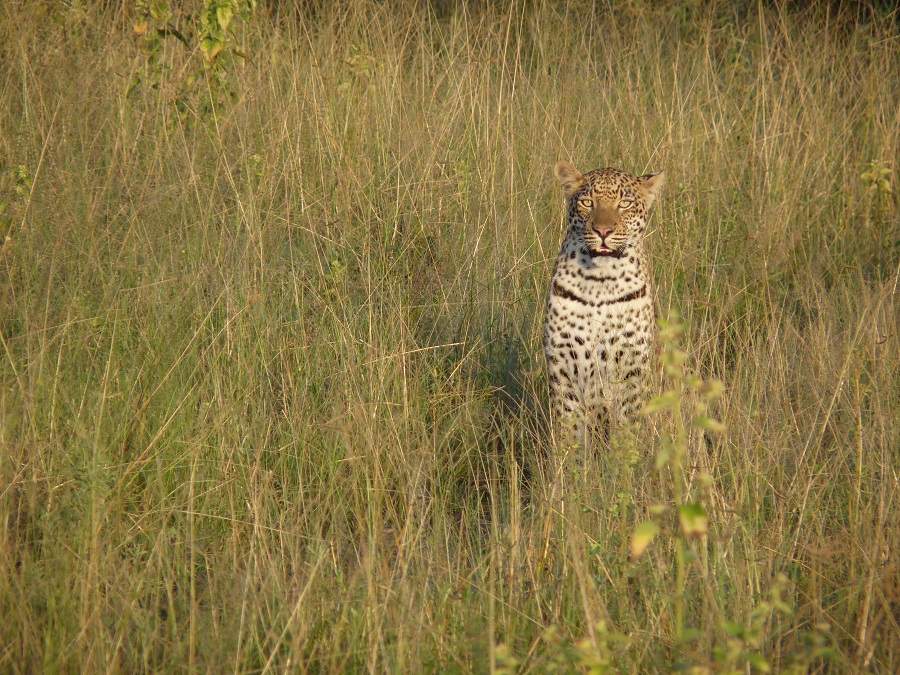Leopard im hohen Gras in Botswana