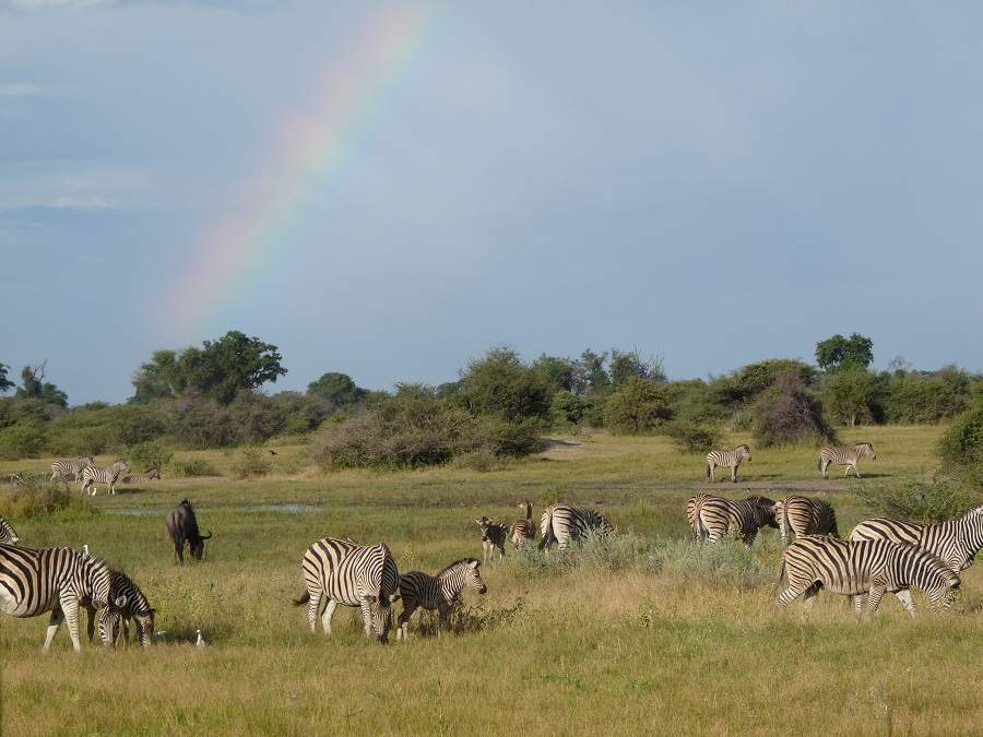 Zebras auf einer Pirschfahrt im Moremi Gebiet