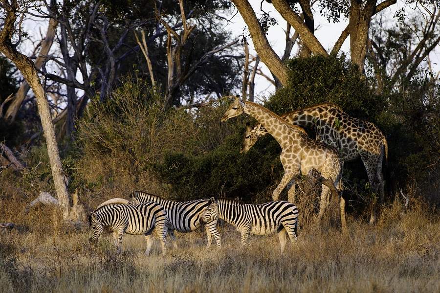 Safaris in einem trockenen Jahr in Botswana