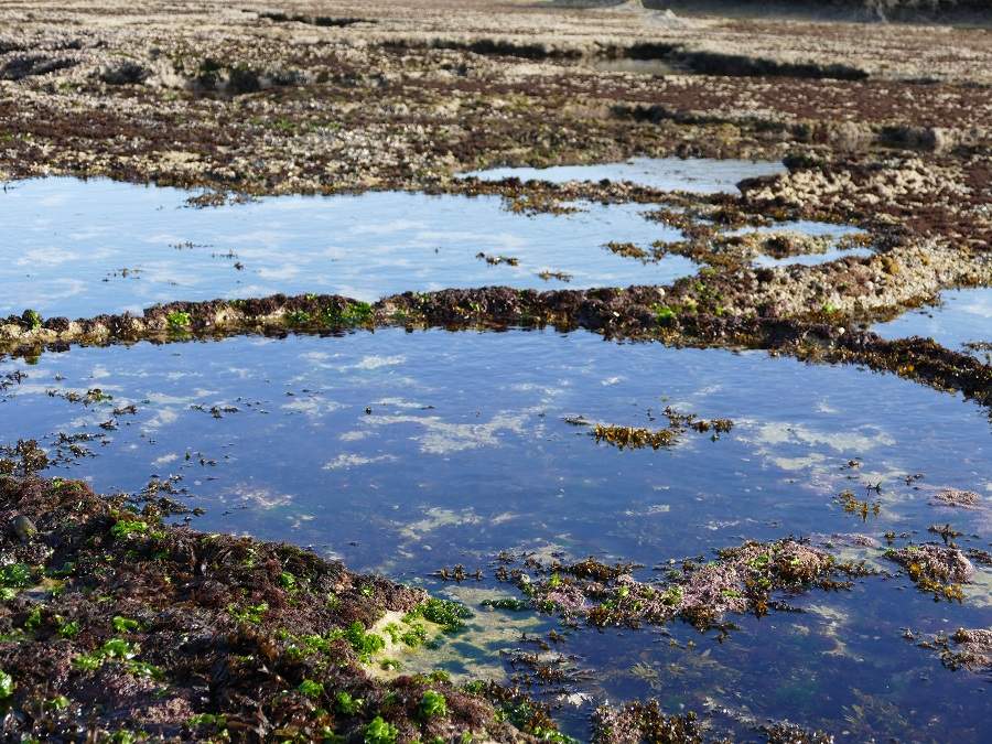 Gezeitenbecken im De Hoop Nature Reserve