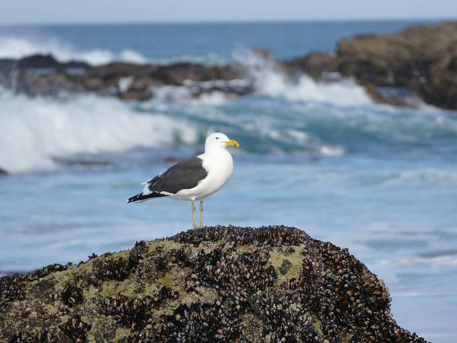 Seemöwe im De Hoop, Südafrika