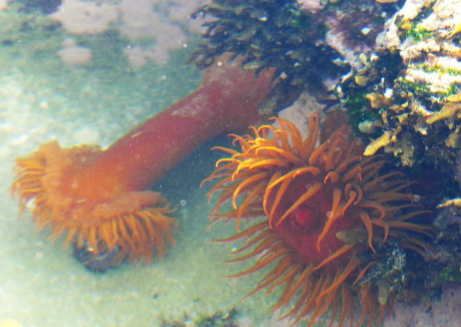 Seeanemone beim Fressen in De Hoop