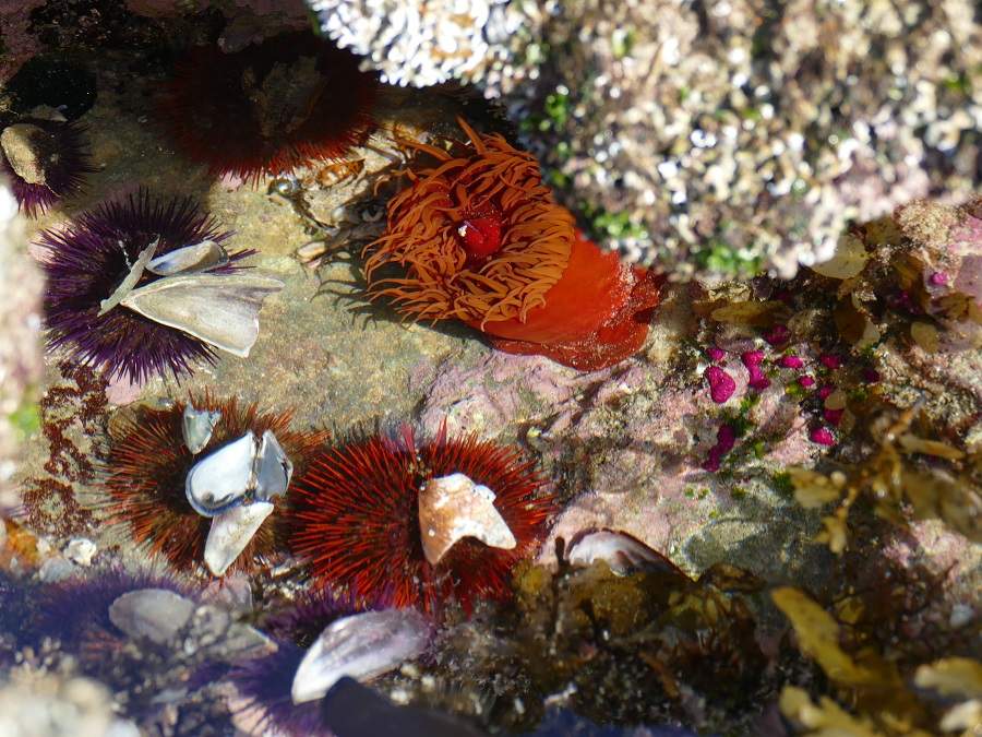 Seeigel im De Hoop Nature Reserve