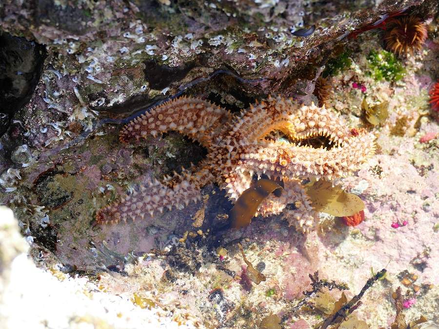 Seestern Gezeitenbecken De Hoop