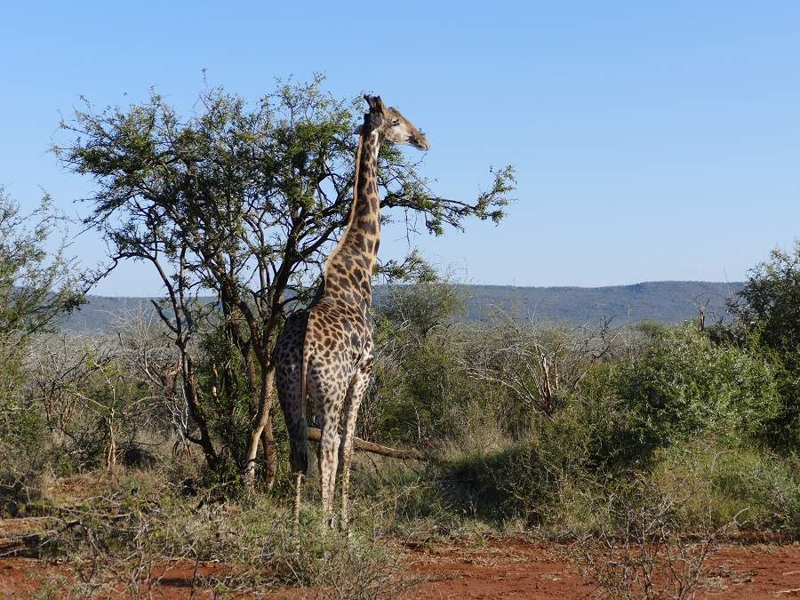 Giraffe im Madikwe Game Reserve