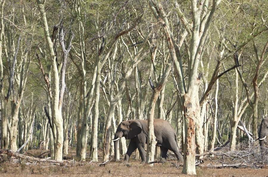 Elefant im Fieberbaumwald im Makuleke Krüger Nationalpark