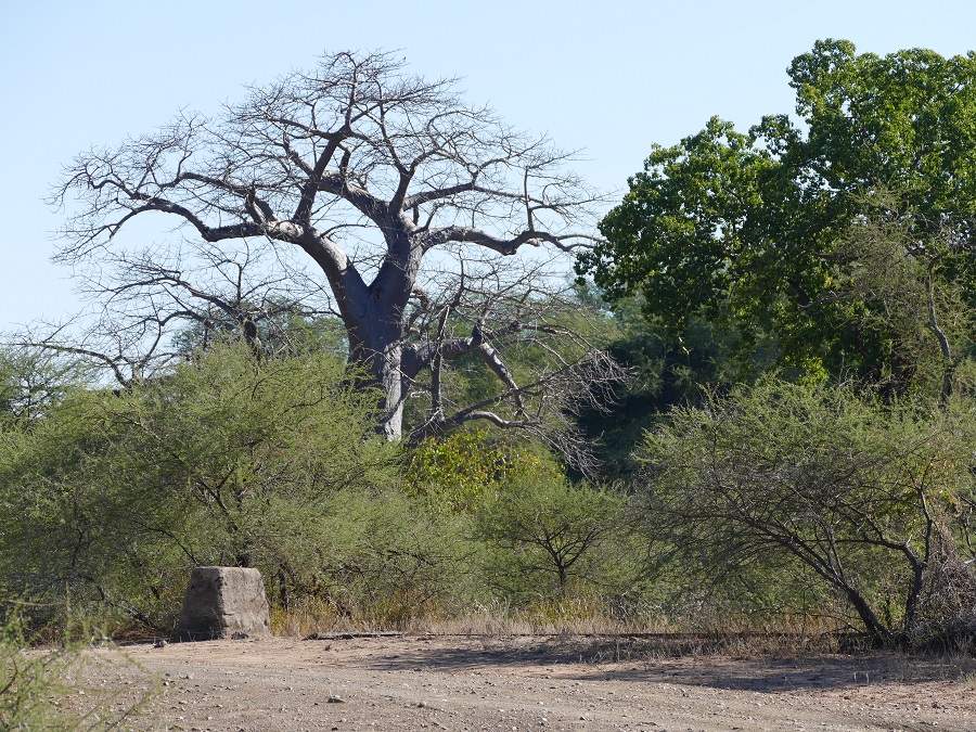 Denkmal John Fernandez Shop Makuleke Krüger Nationalpark