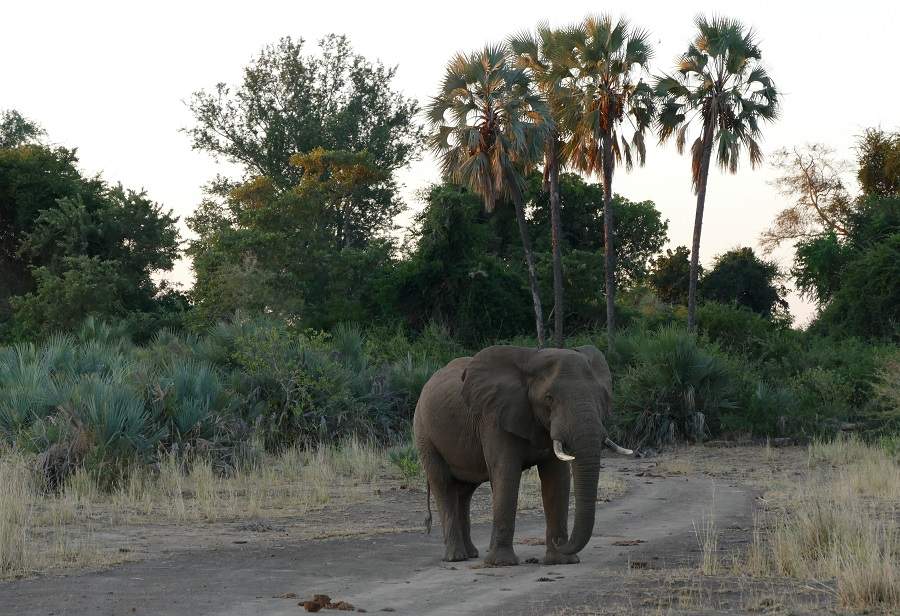 Elefant vor Lalapalmen im Pafuri Triangle