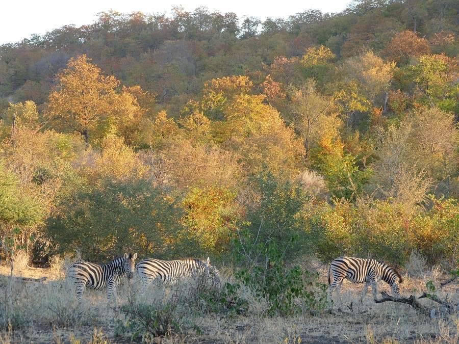 Zebras Mopane Wald Makuleke