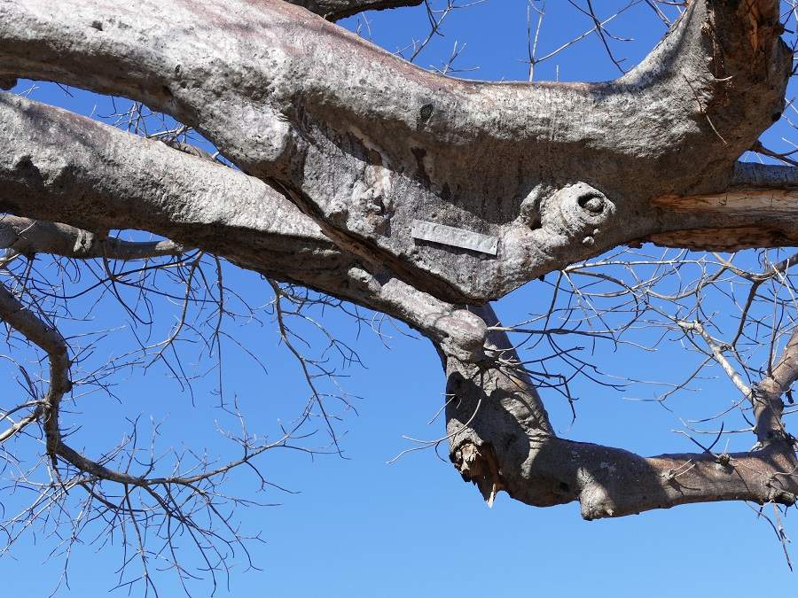 Aluminiumplakette Baobab