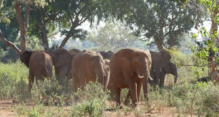 Elefanten in der Makuleke Konzession im Krüger Nationalpark