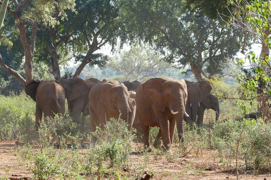Elefanten in der Makuleke Konzession im Krüger Nationalpark
