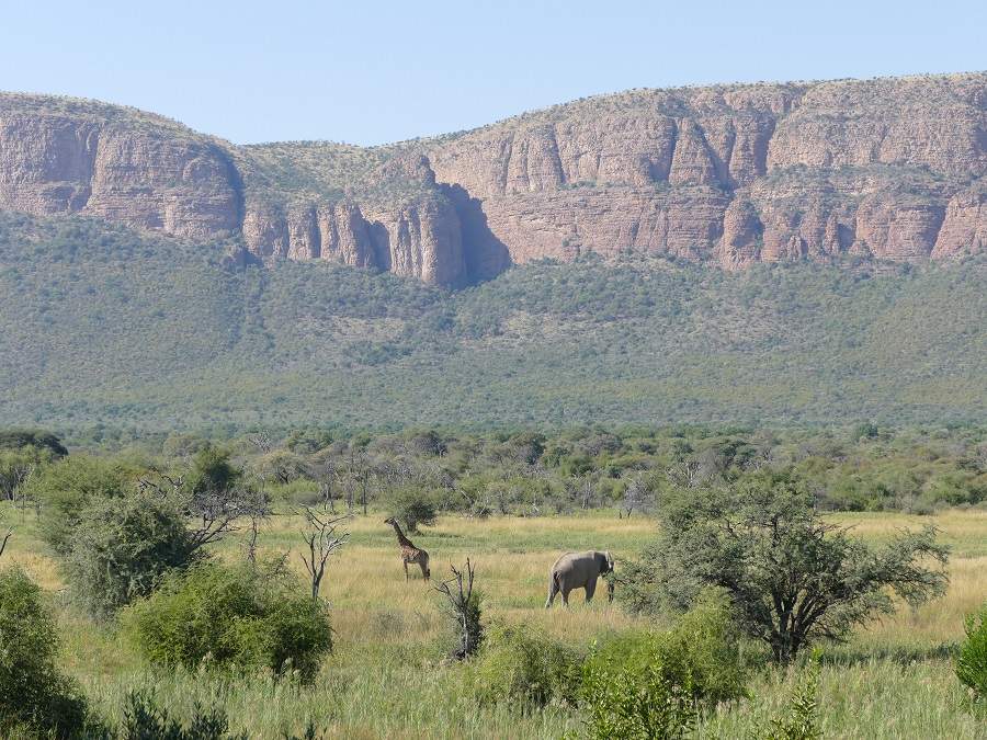 Elefant und Giraffe vor dem Waterberg Massiv