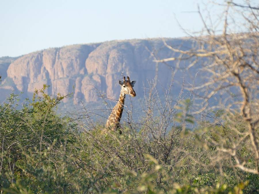 Giraffe im Marakele Nationalpark