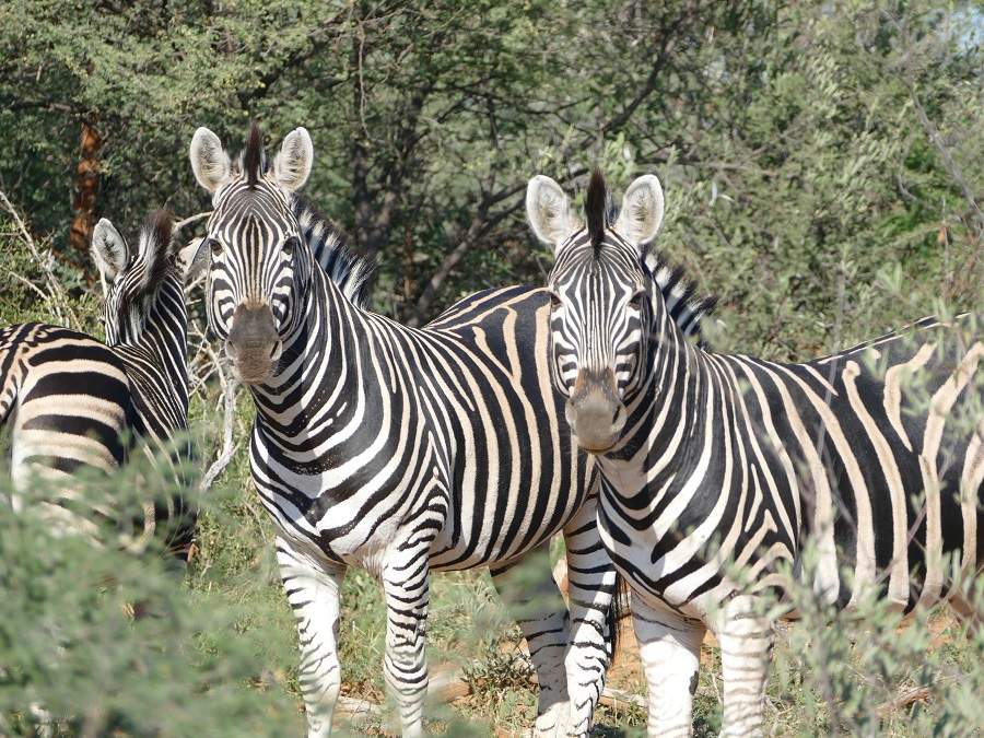 Zebras im Marakele Nationalpark