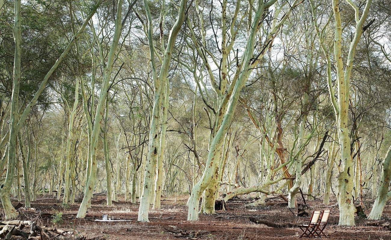 Fever Tree Forest im nördlichen Krüger Nationalpark