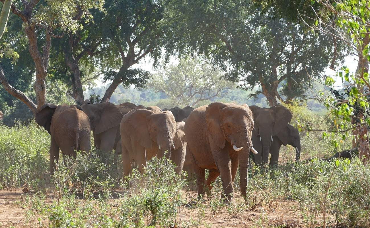 Elefanten in der Makuleke Conservancy