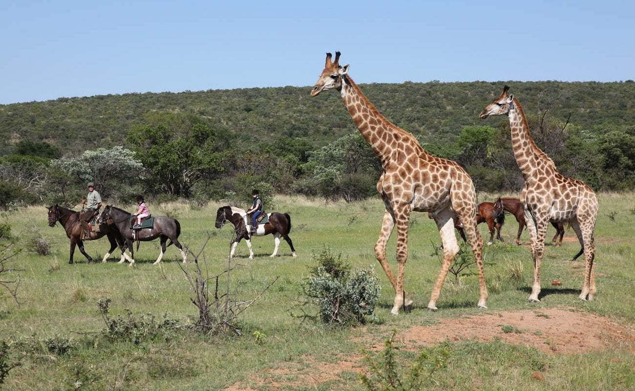 Reitsafari Ant's Collection