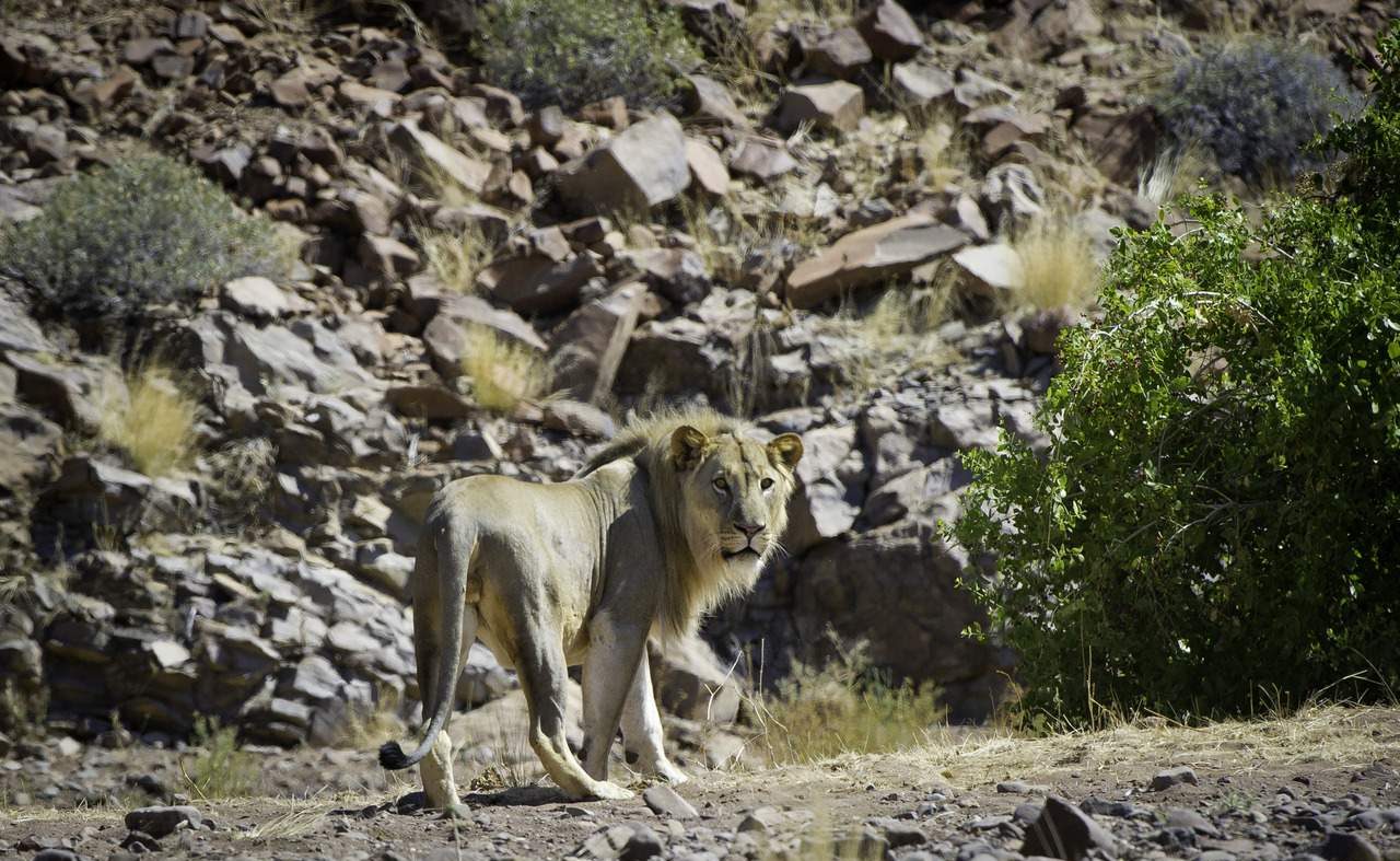 Löwe im Damaraland