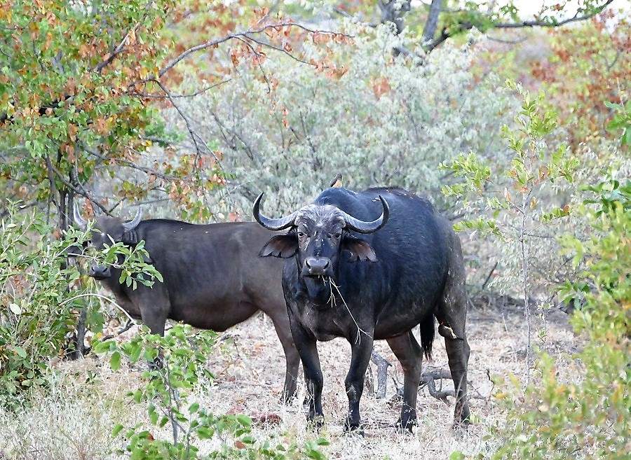 Büffel im nördlichen Krüger Nationalpark