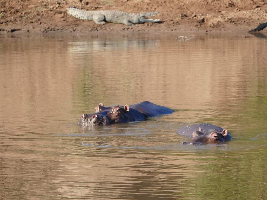 HIppos und Krokodil am Crooks Corner