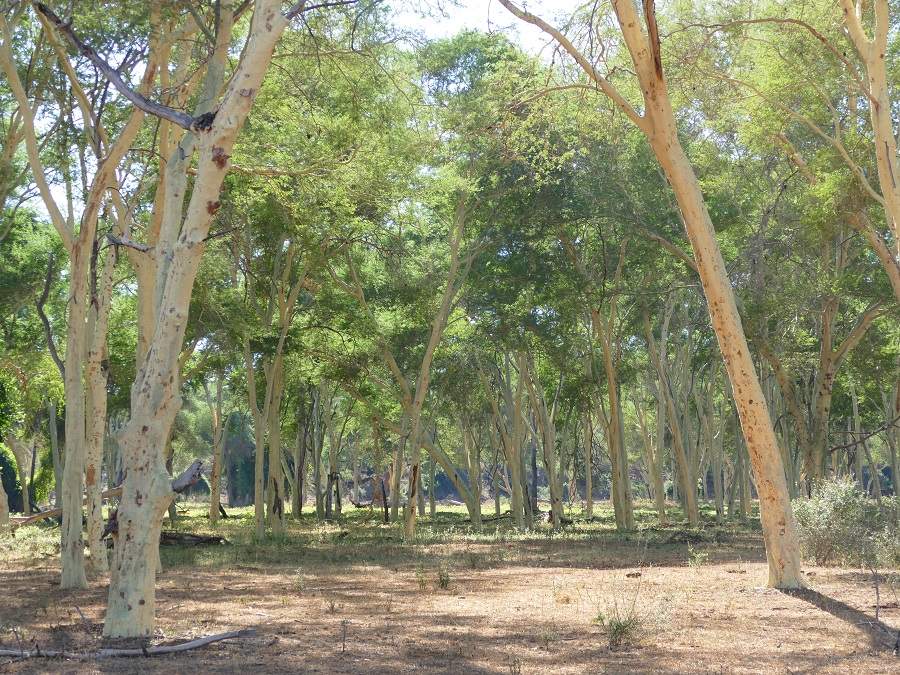 Fever Tree Forest im Norden des Krüger Nationalparks