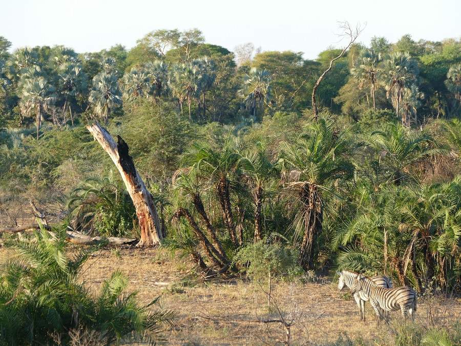 Zebras vor Lalapalmen, Makuleke Pafuri