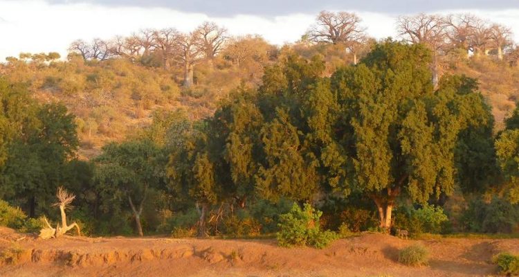 Höhepunkte im Norden des Krüger Nationlaparks