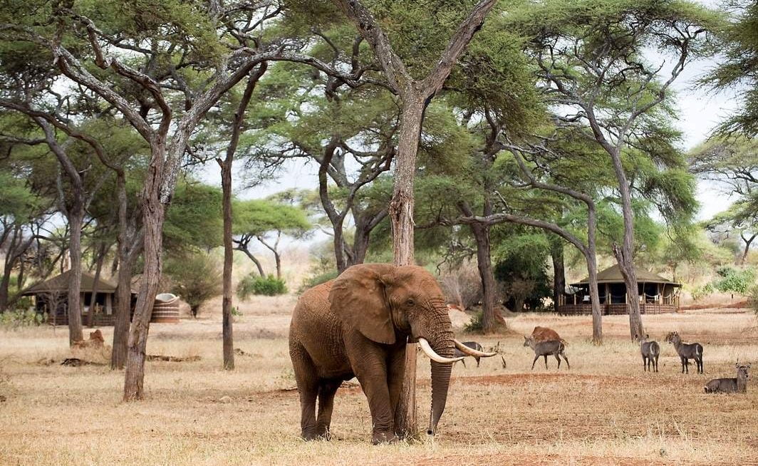 Ein Höhepunkt einer Tansania Safari - Tiere ganz nah im Camp