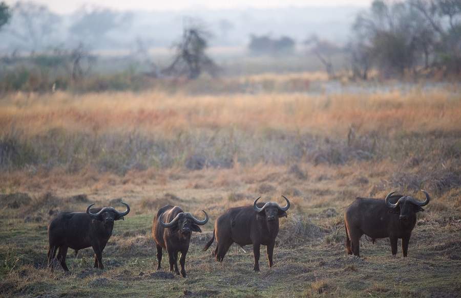 Büffel im Caprivi-Streifen - Zambezi-Region, KAZA