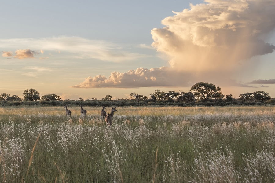 Antelopen im Caprivi Streifen