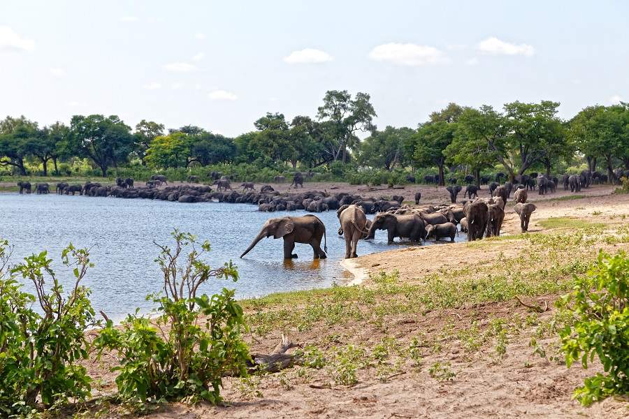 Caprivi Streifen Zambezi Region Bwabwata Elefanten in der Horseshoe Lagune