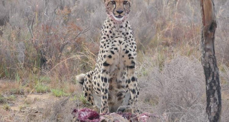 Welgevonden Game Reserve - Gepard