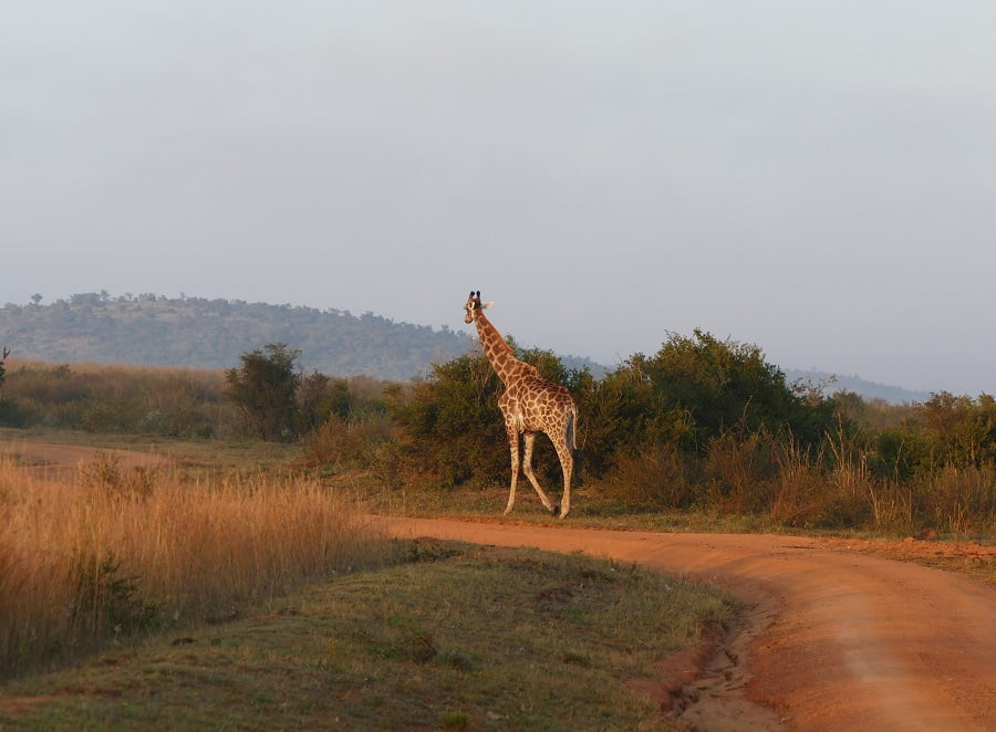 Giraffe Welgevonden