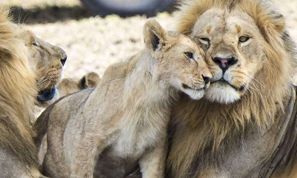 Kleingruppenreise Safaris zwischen Kilimanjaro & Serengeti