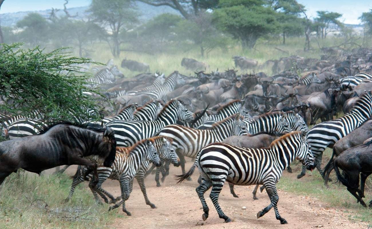 Zebras und Gnu der Großen Migration